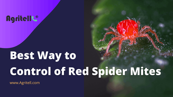 Control of Red Spider Mites on Crops.