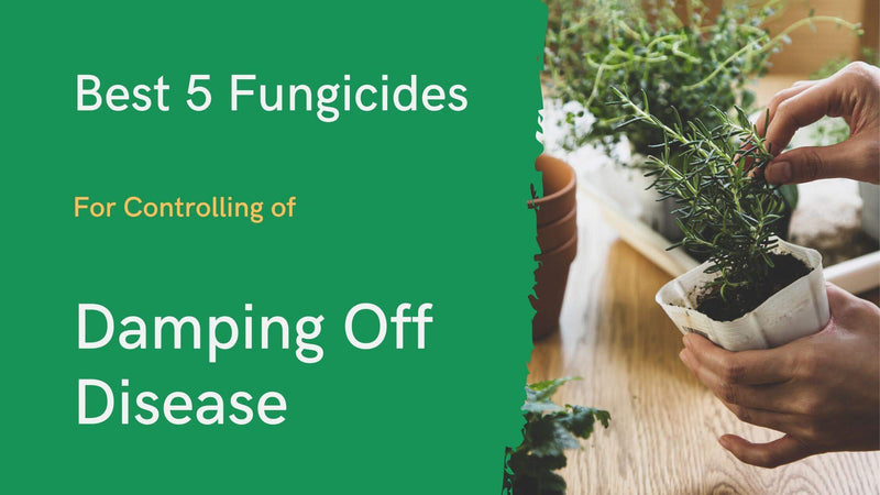 Fungicides for Controlling Damping Off Disease.