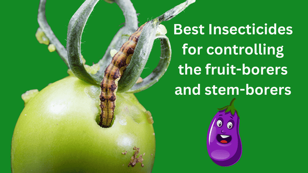 best insecticides to control brinjal fruit borer