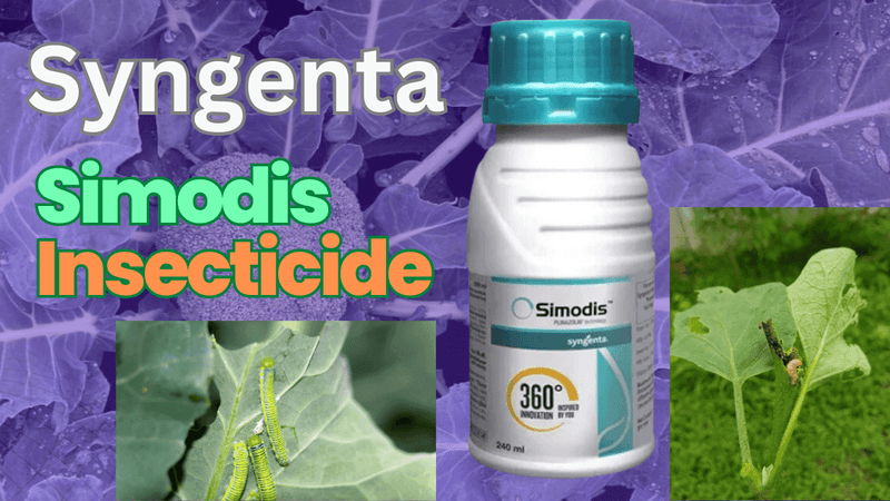 Benefits Syngenta Simodis Insecticide 